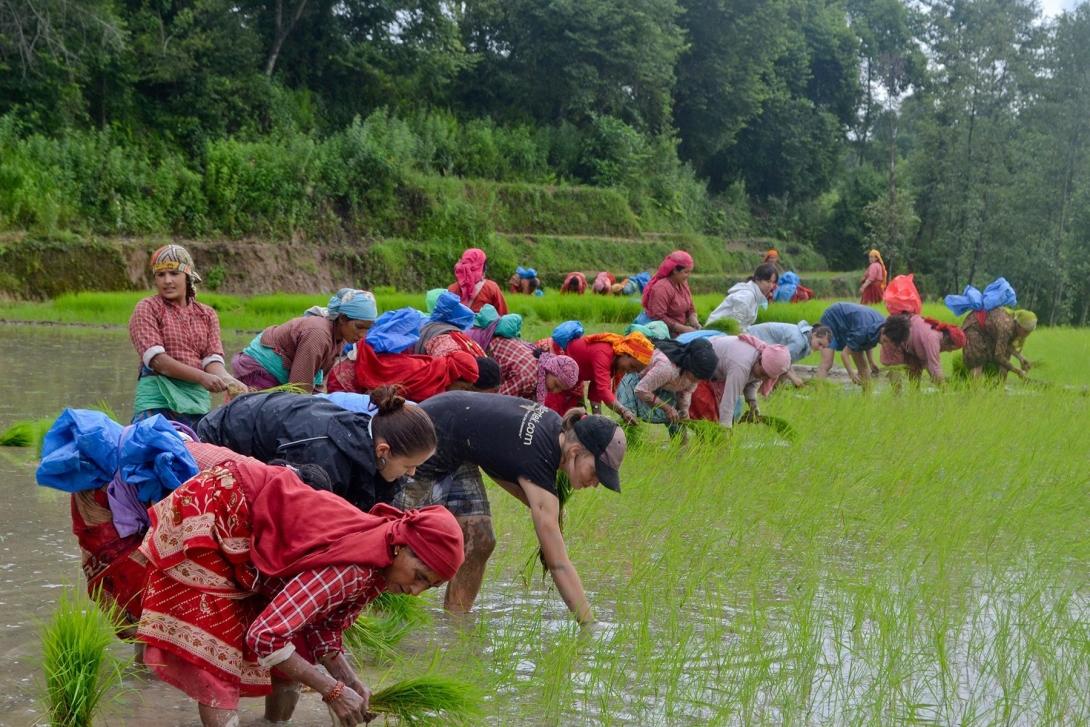 Volunteers in Nepal helping local people Volunteers in Nepal plant rice with some of the local people